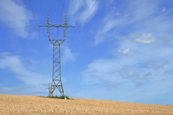  Buğday tarlasından bir buğday..