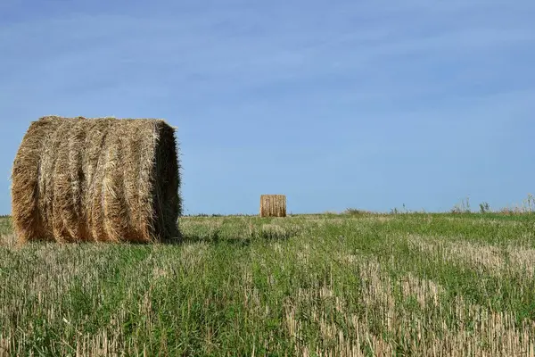bir balya hasat alanında peşinde olduğunu.