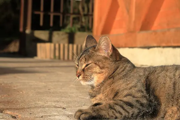 Kediler sadık, dost canlısı ve kolayca savunulabilir..