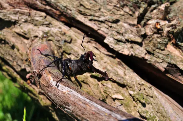 bir ağaç kabilesi stag beetle tarar.