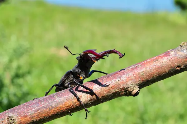 bir ağaç kabilesi stag beetle tarar.