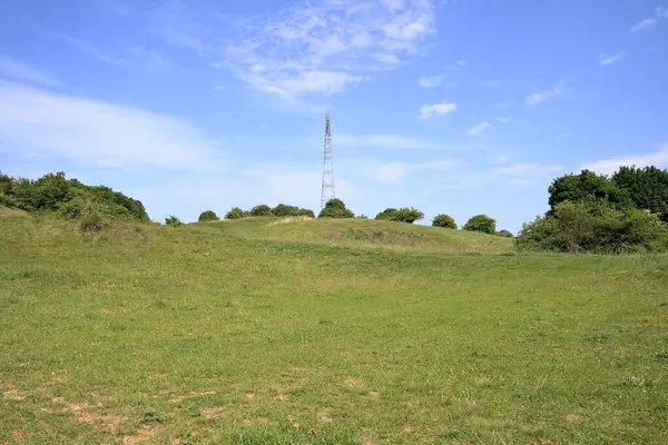 Dağları ve ormanı olan bir çiçek tarlası..