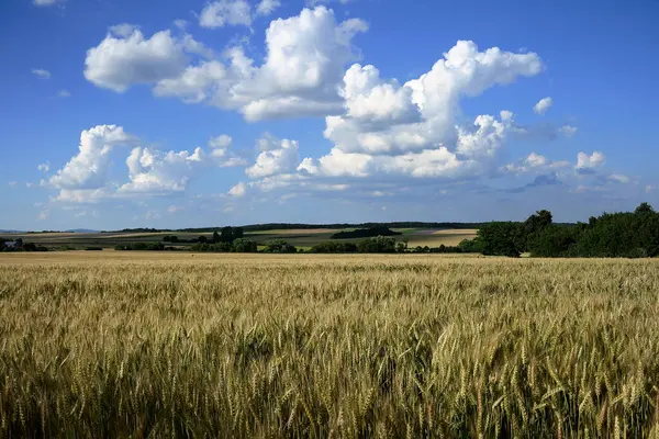  Buğday tarlasından bir buğday..