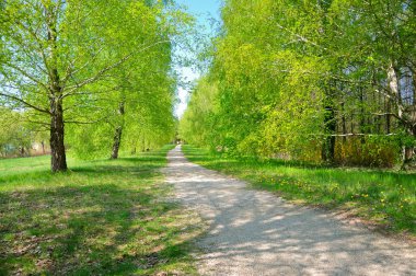 Macaristan 'da bir parkta orman yolu.