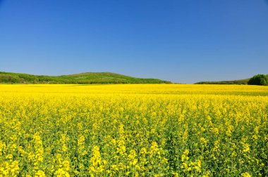 bir alan çiçeklenme ilkbahar tecavüzdür.