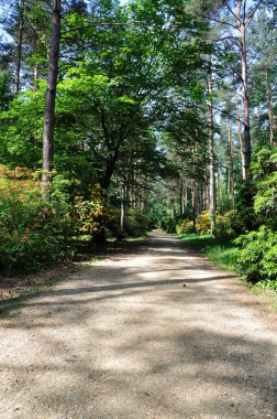 Macaristan 'da bir parkta orman yolu.