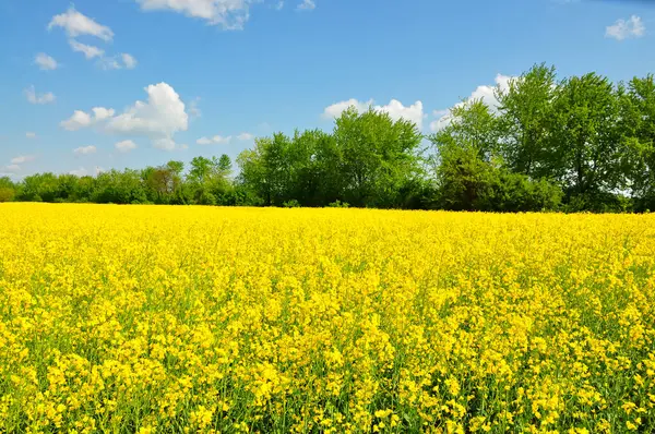 bir alan çiçeklenme ilkbahar tecavüzdür.