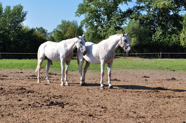Лошадь рядом на пастбище на венгерской ферме.