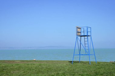 Bedava plajda deniz canlısı pozisyonu.