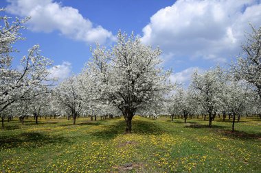 Ekşi kiraz ağacının bahar çiçekleri.