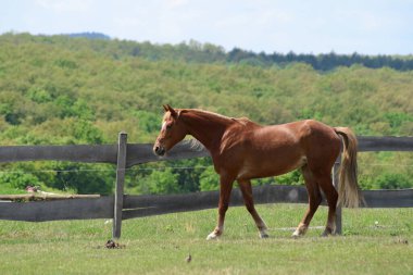 Macaristan ekonomisinde bir at.