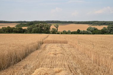  Buğday tarlasından bir buğday..