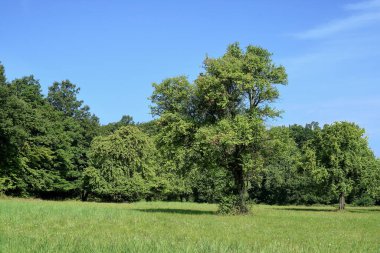 Macaristan doğası, savunma alanındaki küçük bir çayır gibidir..