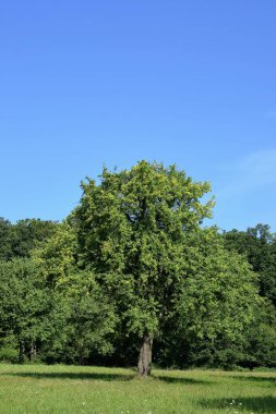 Macaristan doğası, savunma alanındaki küçük bir çayır gibidir..
