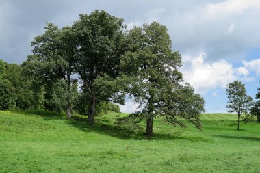 Yalnız Sonbahar bir sahada tek başına kalan ağaçtır.