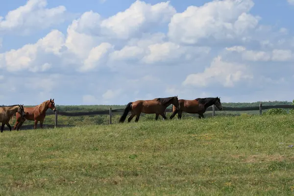 Macaristan ekonomisinde bir at.