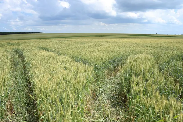  Buğday tarlasından bir buğday..