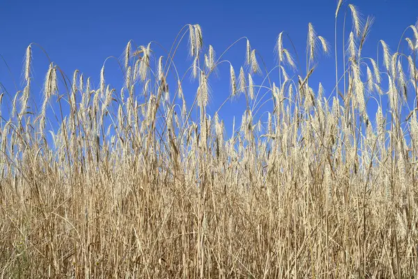 Buğday tarlasından bir buğday..