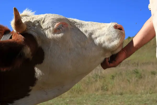Bir ineğin Macaristan otlağındaki yakın resmi.