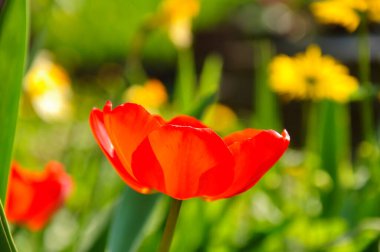 Kırmızı lalelerin güneşli yakın çekimi sonbahardır..