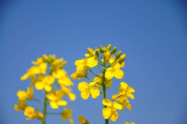  Kolza tohumu baharı çiçek açıyor, yakından çekiliyor..