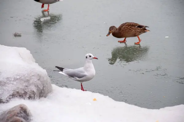 Doğal habitatları plajlar, tatlı su ve tuzlu su bataklıklarıdır. Kışın şehirlere taşınırlar ya da su rezervlerine yakın yaşarlar..