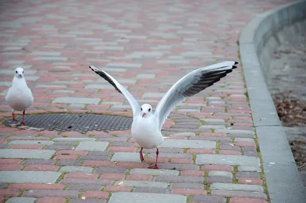 Doğal habitatları plajlar, tatlı su ve tuzlu su bataklıklarıdır. Kışın şehirlere taşınırlar ya da su rezervlerine yakın yaşarlar..