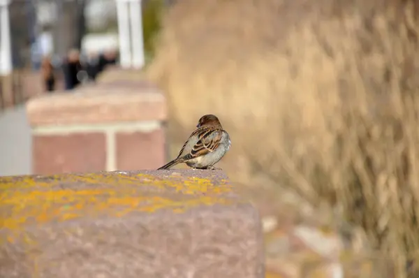 Bir tarla serçesi, şehrin günlük yaşamında bir göldedir..