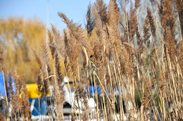 Bir tarla serçesi, şehrin günlük yaşamında bir göldedir..