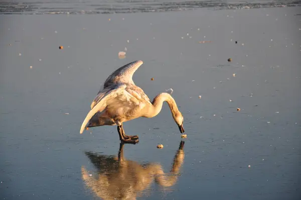  Kışın donmuş gölde bir kuğu yemek yer..