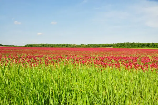 Kızıl yonca zevk ile yeşil yem olarak ne tüm hayvan tüketmek.