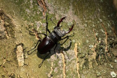 bir ağaç kabilesi stag beetle tarar.