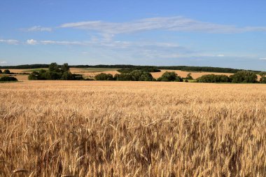 O sabah güneşinde bir buğday..