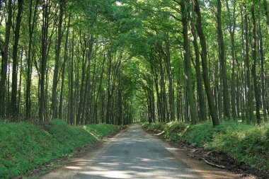 Sylvan yolu, şu ağaca ulaşım için çok kullanışlı..