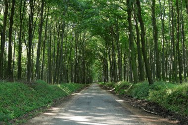 Sylvan yolu, şu ağaca ulaşım için çok kullanışlı..
