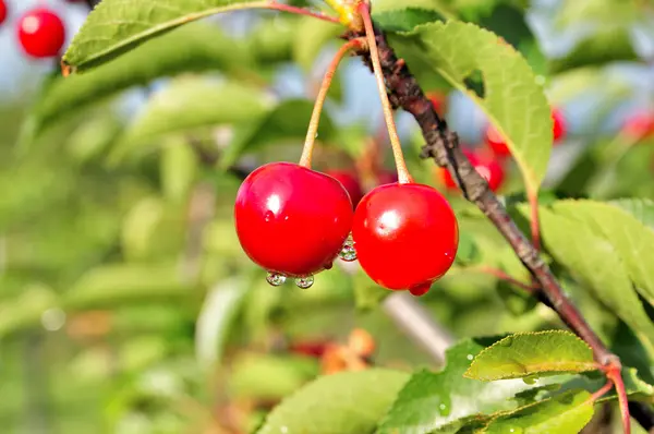 Ağaçta gevrek kirazlar var..