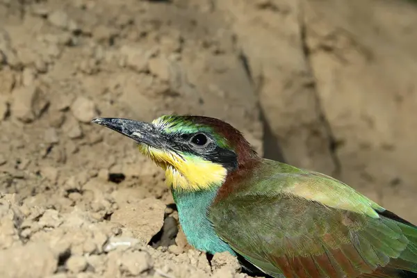 Arı yiyen tek Avrupa 'da savunulan bir kuş ırkıdır..