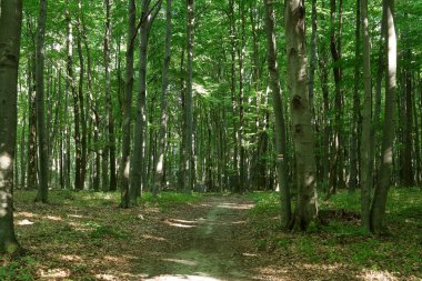 Sylvan yolu, şu ağaca ulaşım için çok kullanışlı..