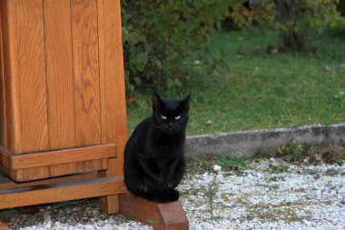 Kediler sadık, dost canlısı ve kolayca savunulabilir..