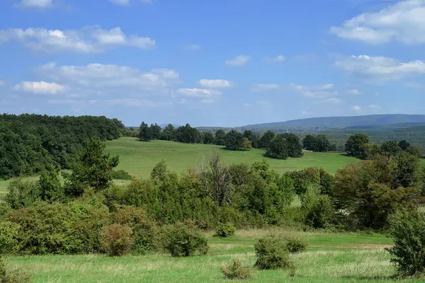 Peyzaj ağaçları ile yeşil alan.