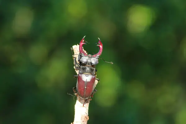 stock image A stag-beetle crawls on the tribe of a tree.