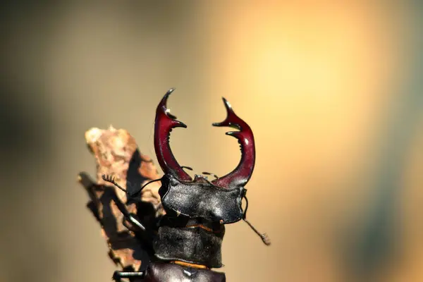 stock image A stag-beetle crawls on the tribe of a tree.