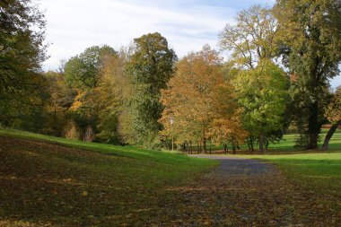Macaristan 'da bir parkta orman yolu.