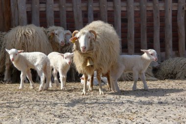 Kuzu ve koyun baharda.