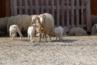 Kuzu ve koyun baharda.