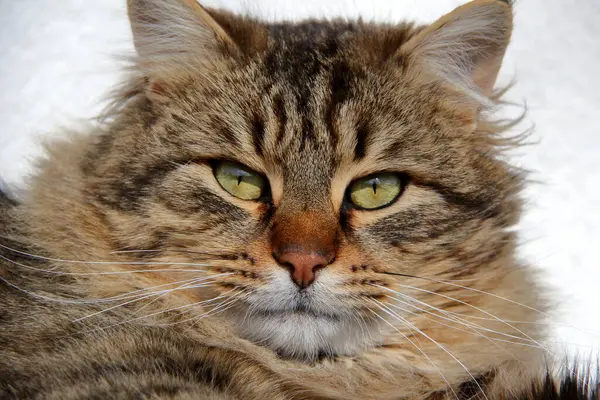 Gri, dost canlısı bir evcil kedinin yakın çekimi..