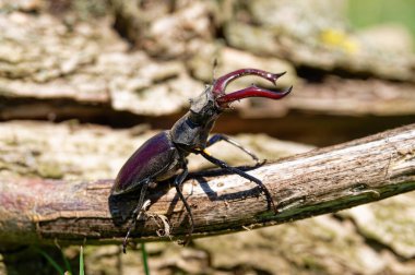 Görkemli bir geyik böceği yıpranmış bir dala tüneyip etkileyici çene ve yanardöner vücudunu doğal ortamında sergiliyor..