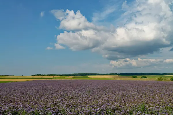 Bulutlu mavi gökyüzünün altında, çok güzel bir doğal manzarayı gösteren, uçsuz bucaksız, mor bir çiçek tarlasının resimsel manzarası..