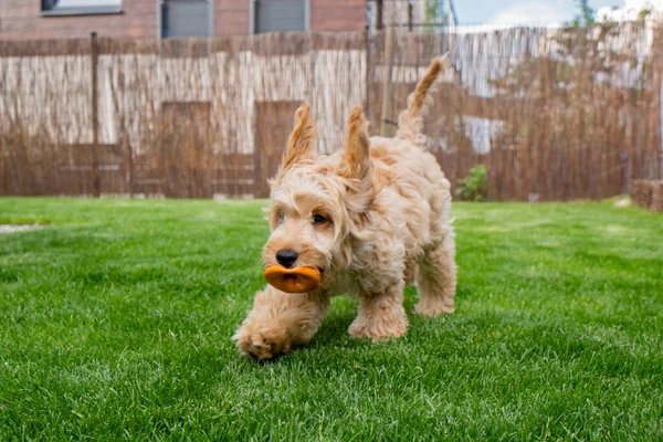 お気に入りのおもちゃで庭で走っているカクテル犬 ストックフォト