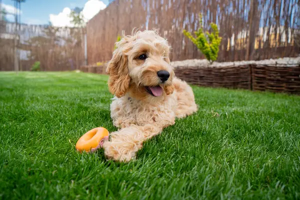 Cute Dog Portrait Garden Stock Photo